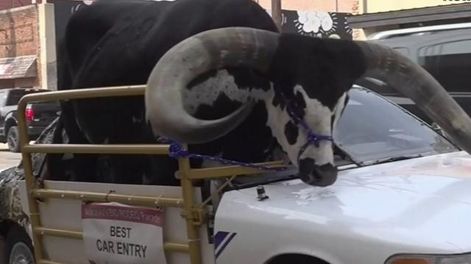 Detuvieron a un conductor que llevaba un toro en el asiento del acompañante