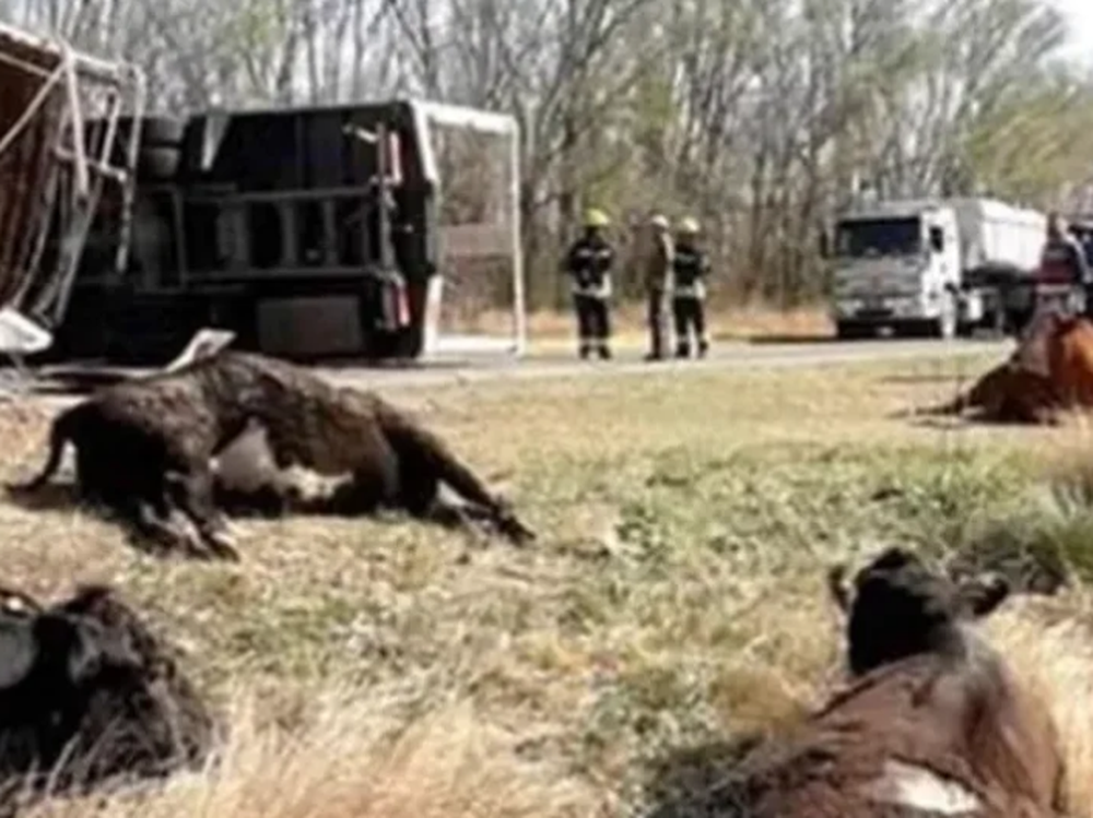 [VIDEOS] Volcó un camión con vacas y los vecinos faenaron a los animales