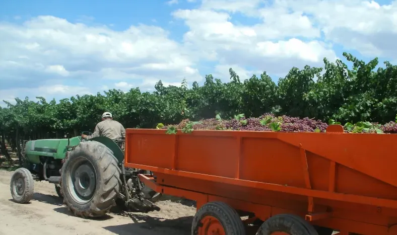 Gran demanda de plantines de tomate industria en Cuyo