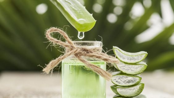 Los maravillosos usos del aloe vera