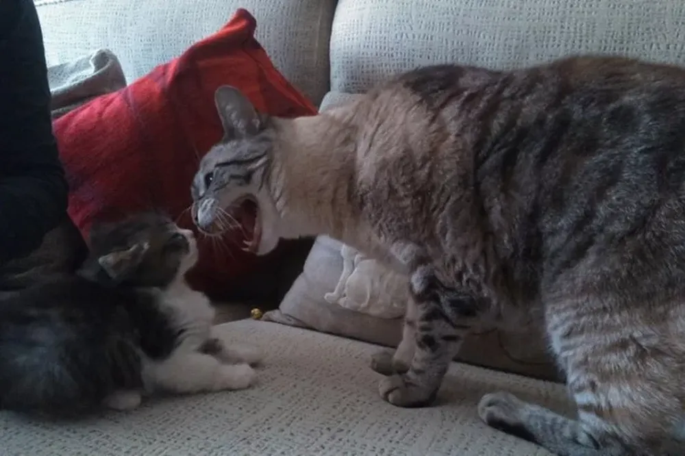 Identifican casos de transmisión de coronavirus de personas a mascotas