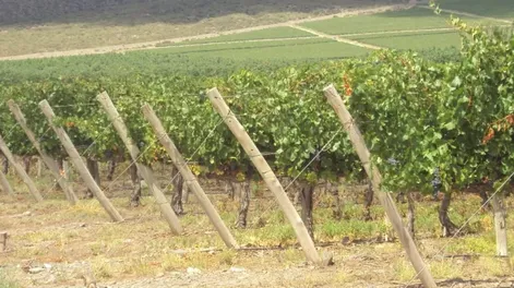 Diario de Cuyo | f1p6verdebis 728x546.webp