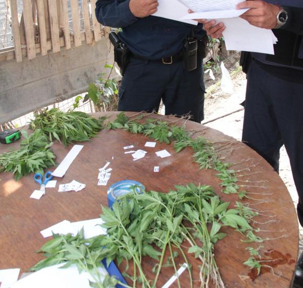 Marihuana: cultivo récord en este año