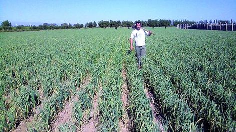 Mejoran las perspectivas para la exportación de ajo argentino