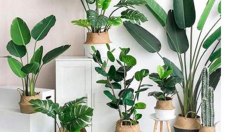 plantas xl: especies que imponen presencia con su tamano