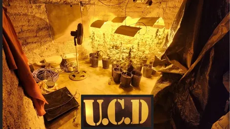 Investigaban un robo y encontraron un invernadero con 22 plantas de marihuana