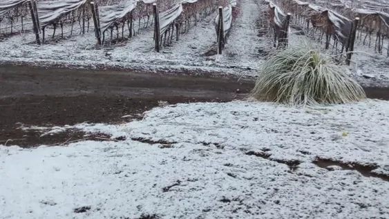 Agro: mejoró el registro de horas frío pero siguen por debajo del 2020