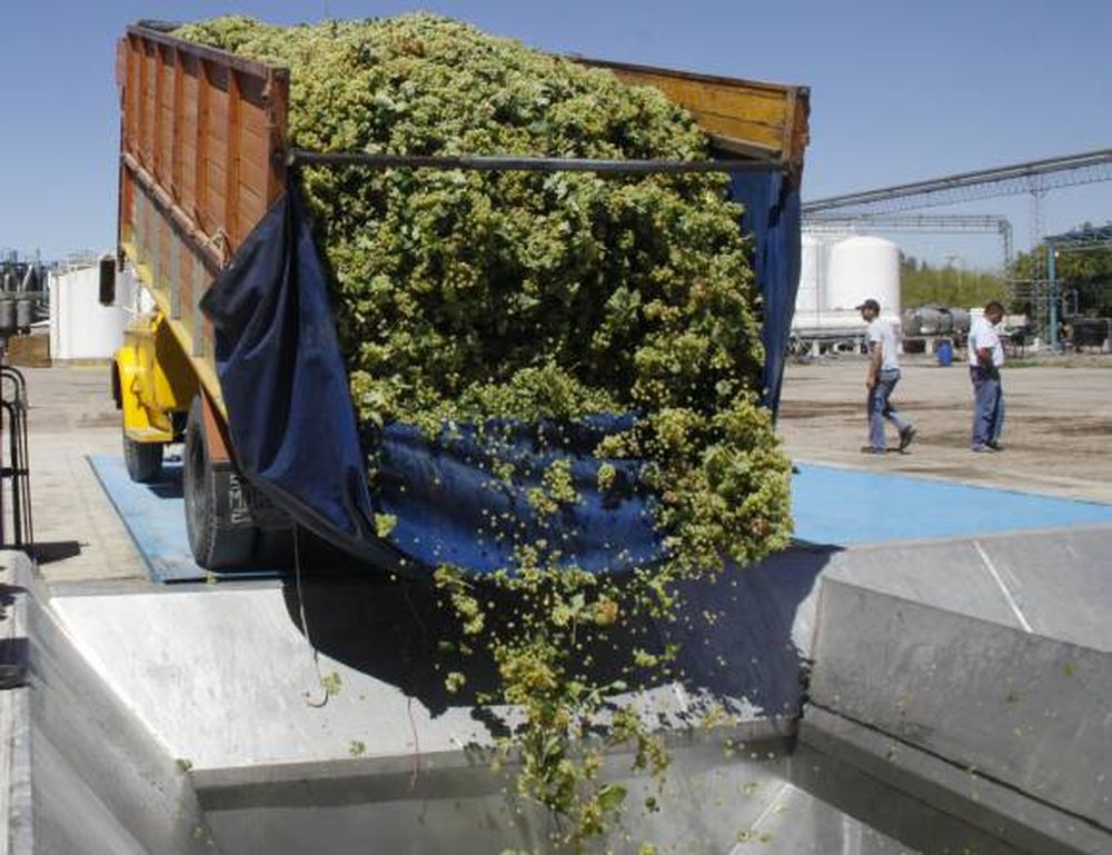 Bodegueros tienen bajas expectativas en esta cosecha 2025.