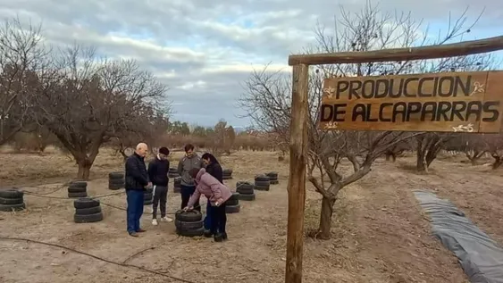 Alcaparras y olivos en la Escuela de Enología