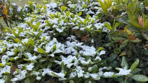 Diario de Cuyo | xTAPA 1 728x683.webp