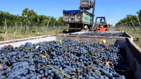 Desde Gobierno temen que la crisis de consumo del vino baje los precios de la uva para mosto, cuando este producto tiene mejores expectativas.