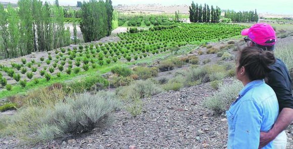 Cosechan excelentes duraznos en la localidad de Pismanta