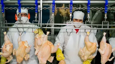 La Argentina suspendió las exportaciones de productos avícolas tras un brote de influenza aviar en Buenos Aires