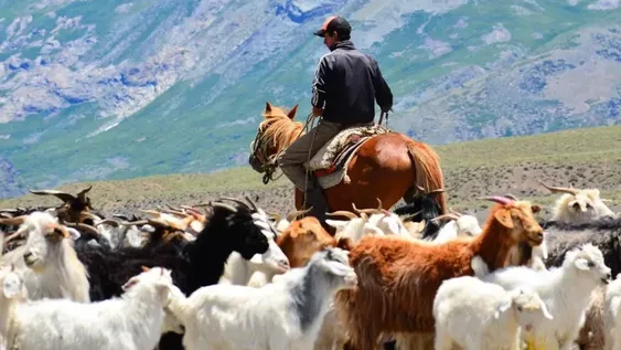 Para cuidar los valles cordilleranos por tercera temporada no habrá veranadas
