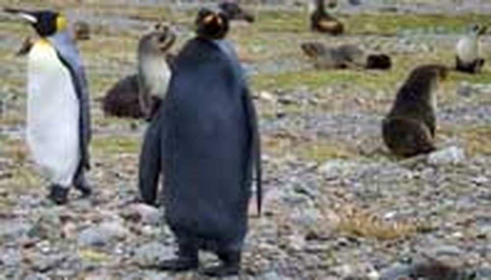 Pingüino totalmente negro