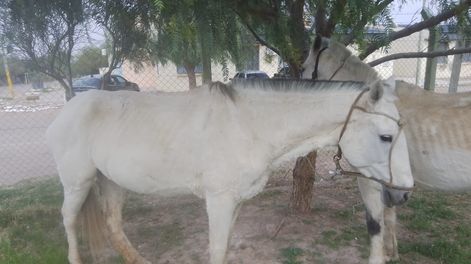 secuestraron dos caballos sueltos que ponian en riesgo el transito en bermejo