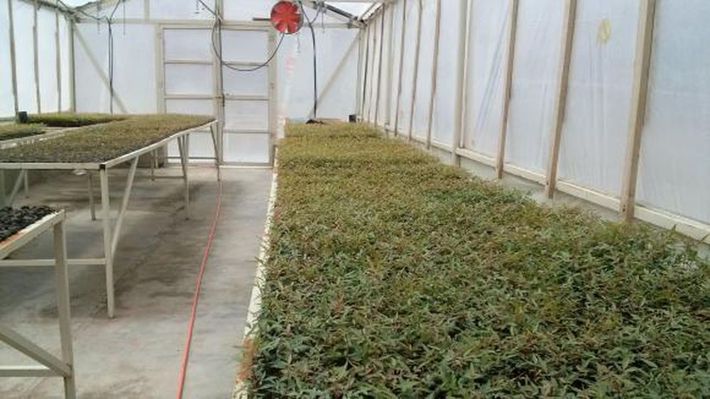 Californianos plantarán tres mil hectáreas de pistachos