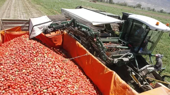 El factor climático pega fuerte en la temporada del tomate para industria