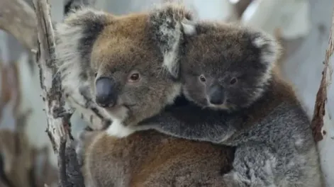 Australia sacrificó a 750 koalas con francotiradores desde helicópteros tras un incendio