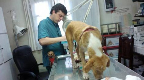 Entraron en Facebook y lograron  duplicar los rescates de animales