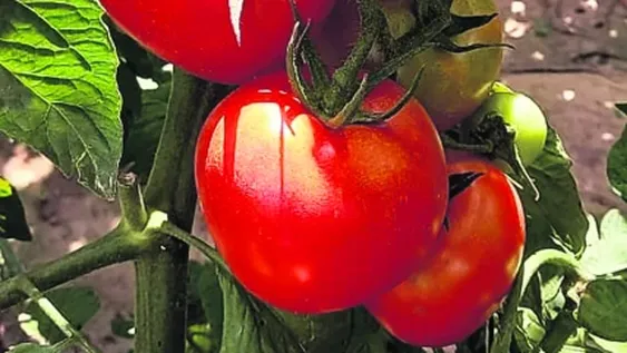 Expo Hortícola: la unión que busca incrementar la fuerza
