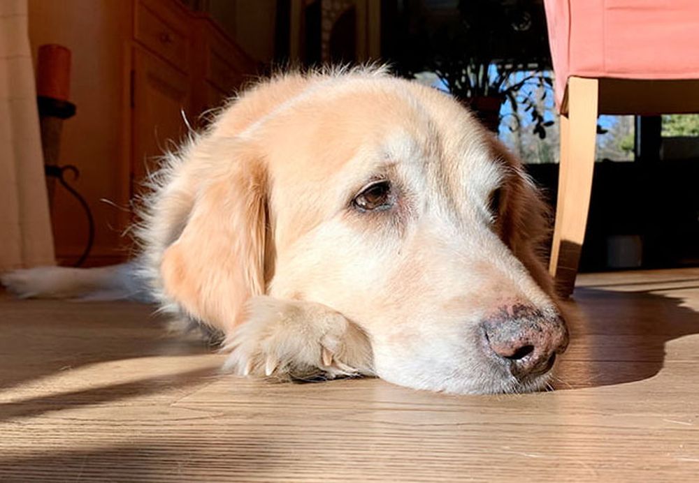 Revelan por qué la mayoría de los perros dan vueltas en círculos antes de echarse