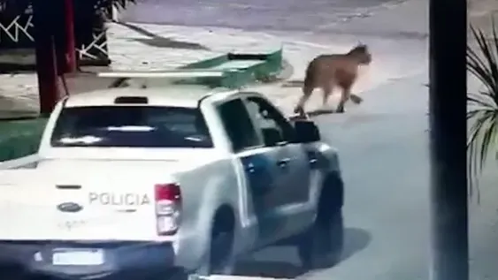 Tuvieron que suspender el dictado de clases en Villa Gesell por la aparición de dos pumas