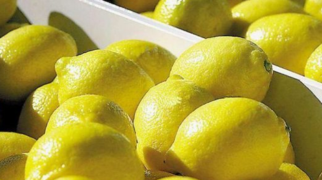Unión Europea vuelve a recibir cítricos orgánicos argentinos tras dos décadas de prohibición