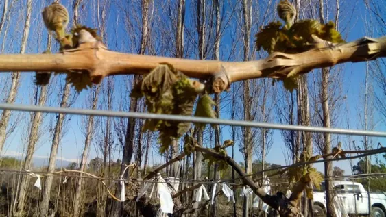 En el agro se registra el invierno más frío de los últimos cinco años