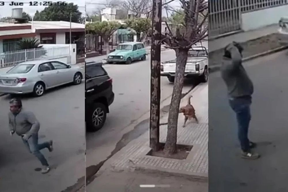 [VIDEO] Un perro arrancó la camioneta de su dueño y provocó un choque