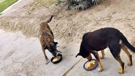 La Fundación Patitas sin Hogar pide ayuda para poder seguir rescatando y cuidando a perros y gatos callejeros