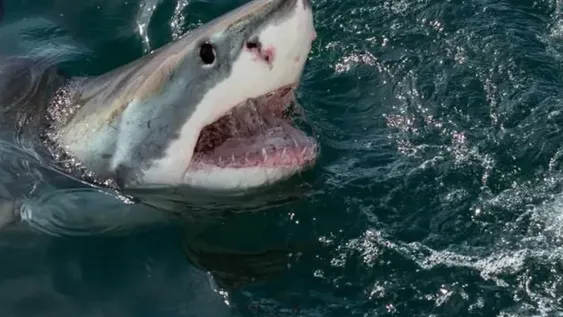 Un tiburón se tragó una cámara: cómo se ve el interior de su cuerpo