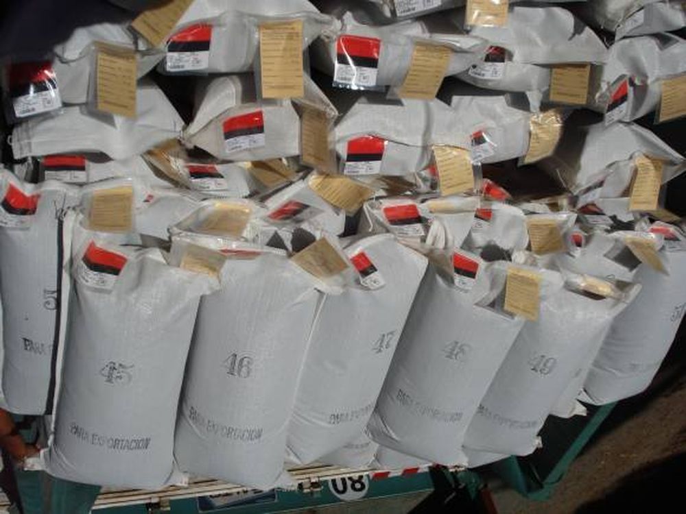 Semillas para exportación