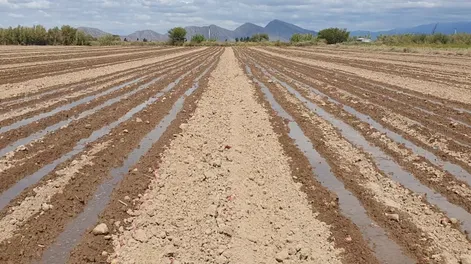 Plantación para semillas