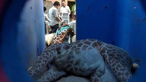 Escándalo en un zoológico por una jirafa que murió de ansiedad