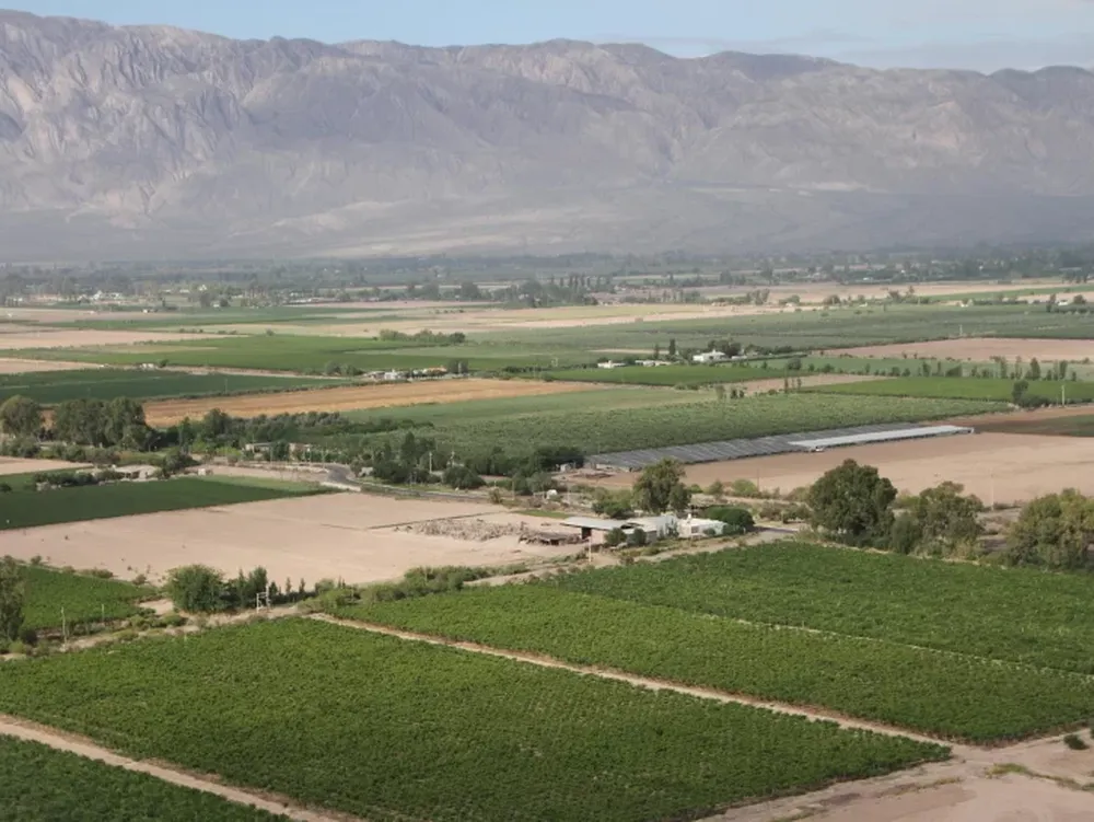 La vendimia 2023 tiene un 21% menos de blancas que en 2012