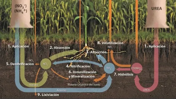 Nuevos desarrollos en técnicas de fertilización para los cultivos