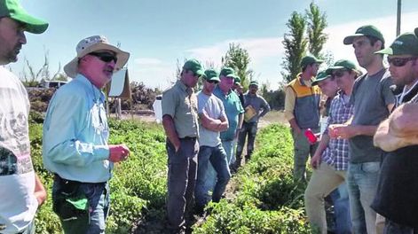 Control de la polilla del tomate