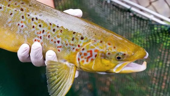 piden declarar al salmon del atlantico como especie en peligro de extincion en espana