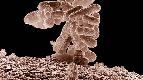 En alerta por una bacteria que resiste los antibióticos
