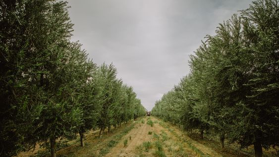 La Cámara Olivícola hace un relevamiento de daños en los cultivos de olivo.