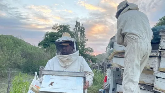 Por las ventajas del clima de San Juan, comienzan a expandir la actividad apícola