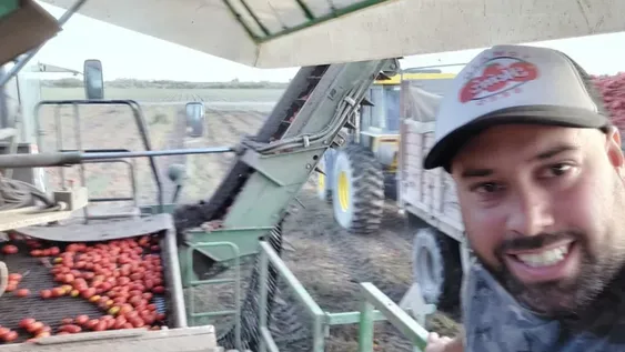 Se estima se lleva cosechado el 70% del tomate para industria