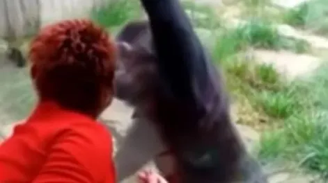 Un zoológico prohibió la entrada a una mujer que tenía una “aventura” con un chimpancé