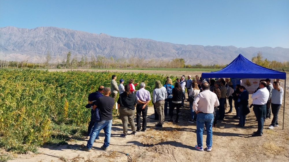 En 2025 el INTA inauguró la planta que desaponifica la quinoa, poniendo San Juan a la vanguardia del proceso industrial.&nbsp;