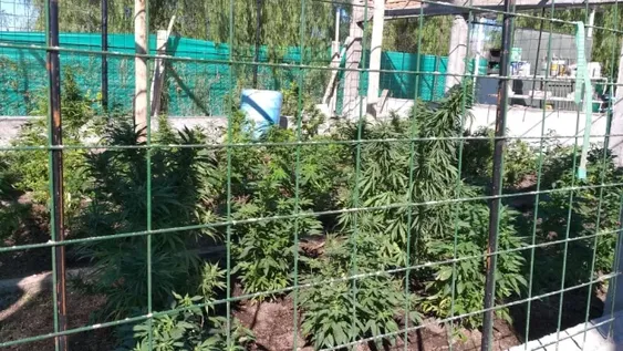 Lo buscaban por violento y le encontraron plantas de marihuana en un parral y un vivero