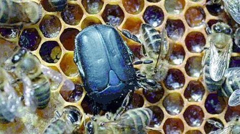 Alerta nacional por insecto que ataca a las colmenas