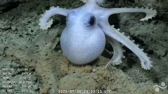 La campaña busca generar modelos 3D, material educativo y publicar datos abiertos para escuelas, museos y repositorios científicos