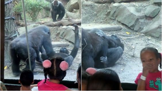 Carne de carpincho para asado, milanesas y empanadas: el roedor que ofrece un sin fin de opciones