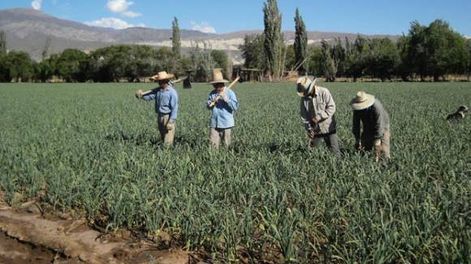 Comenzó la cosecha con un 10% de merma en superficie y rinde